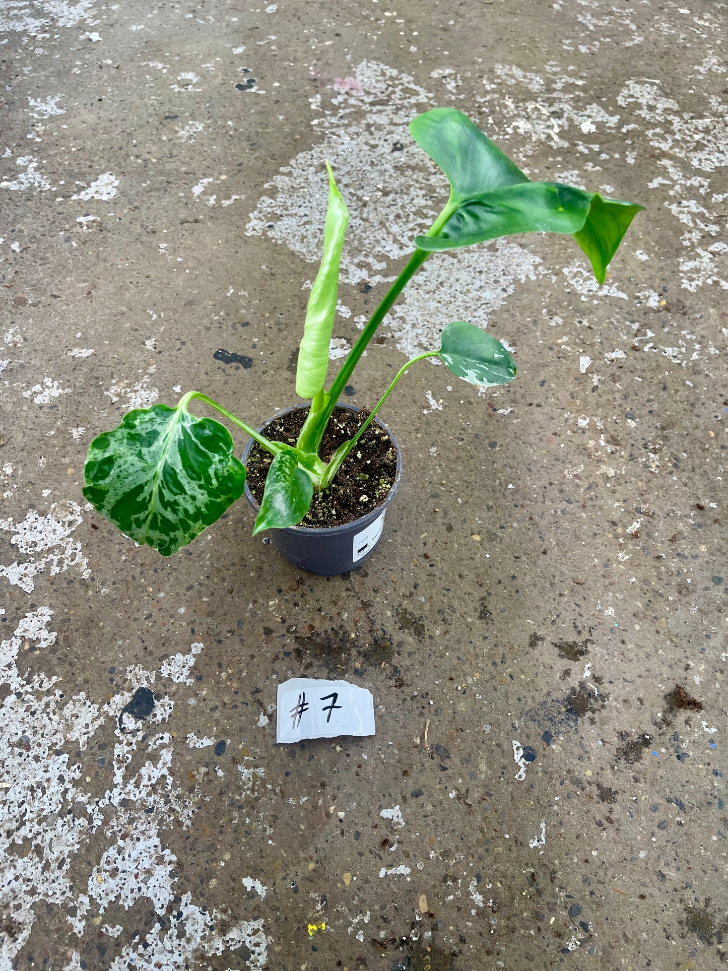 MONSTERA BULBASAUR M