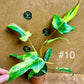 Philodendron florida beauty effet mint