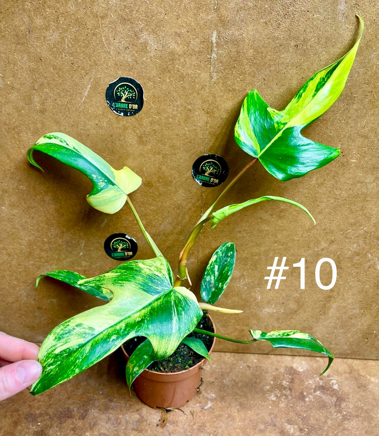Philodendron florida beauty effet mint