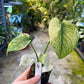 MONSTERA MINT WHITE MONSTER M NEW