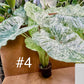 Alocasia macrorrhiza splash variegata taille XL