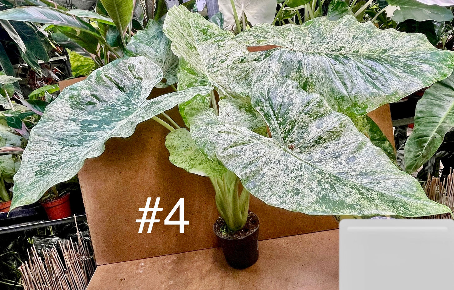 Alocasia macrorrhiza splash variegata taille XL
