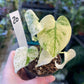 MONSTERA MINT WHITE MONSTER S NEW