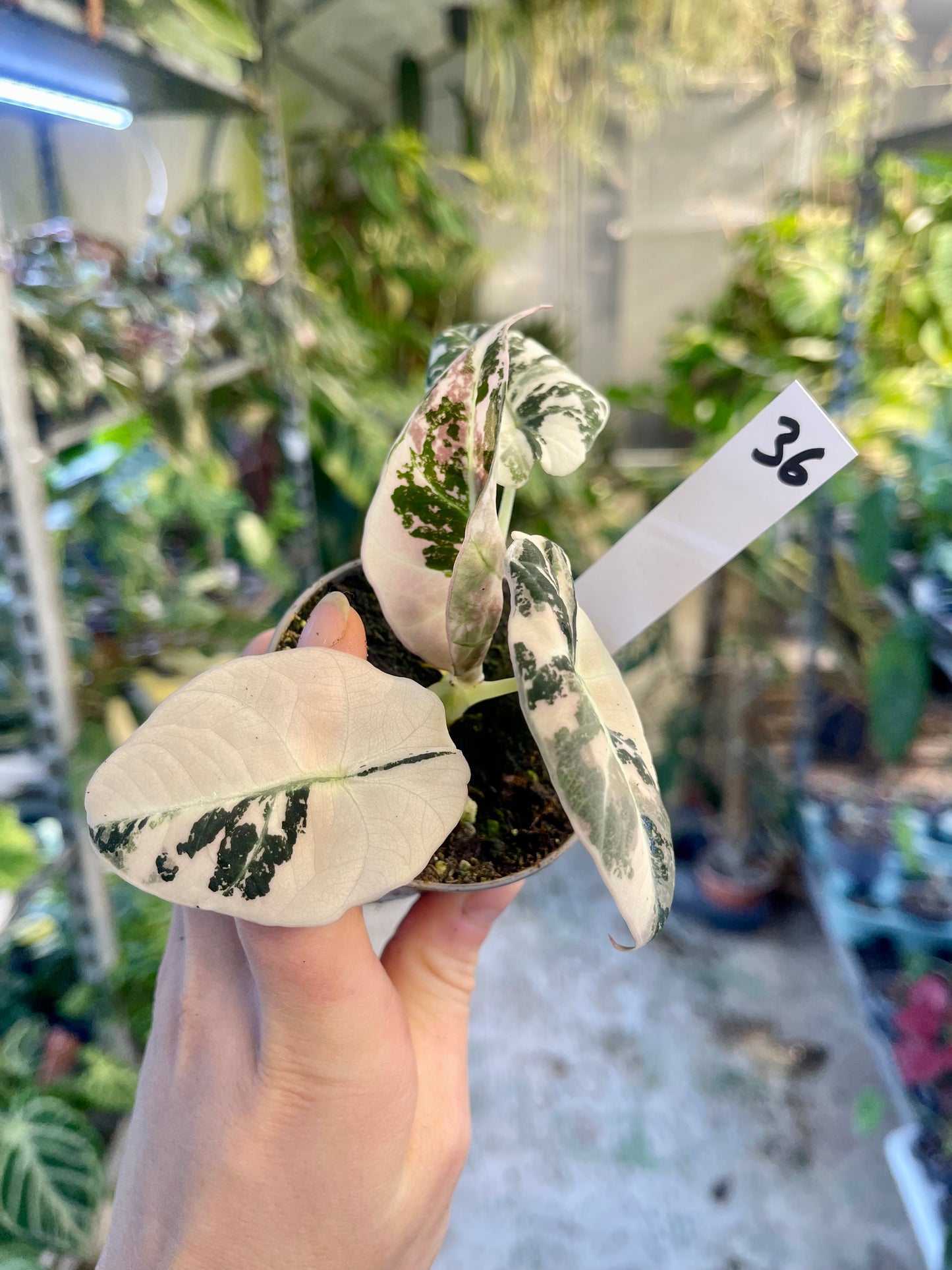 ALOCASIA BLACK VELVET VARIEGATA PINK S NEW