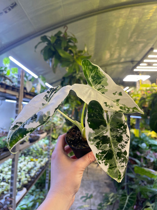 Alocasia frydek variegata haute variegation S