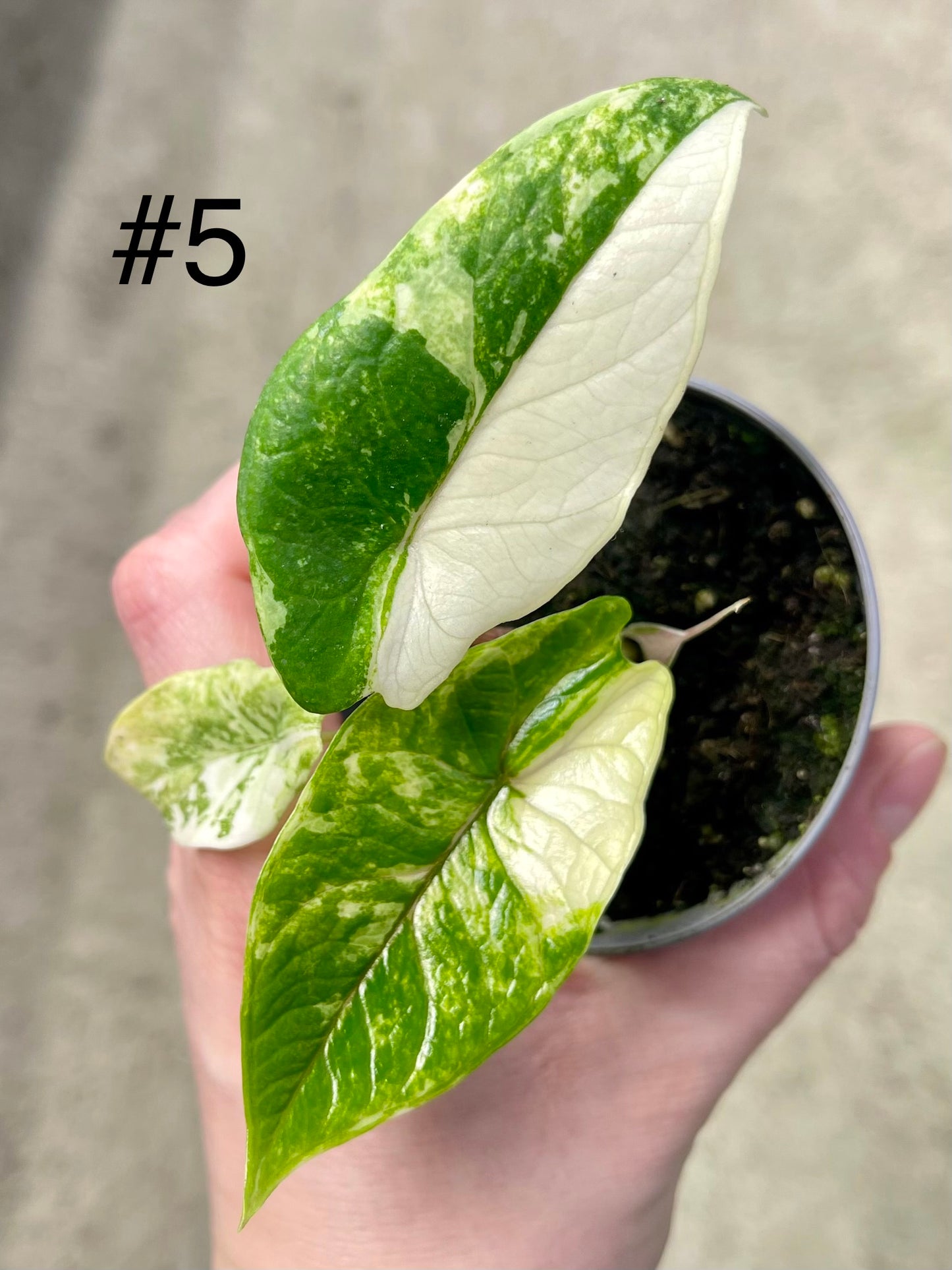 ALOCASIA SCALPRUM ALBO VARIEGATA
