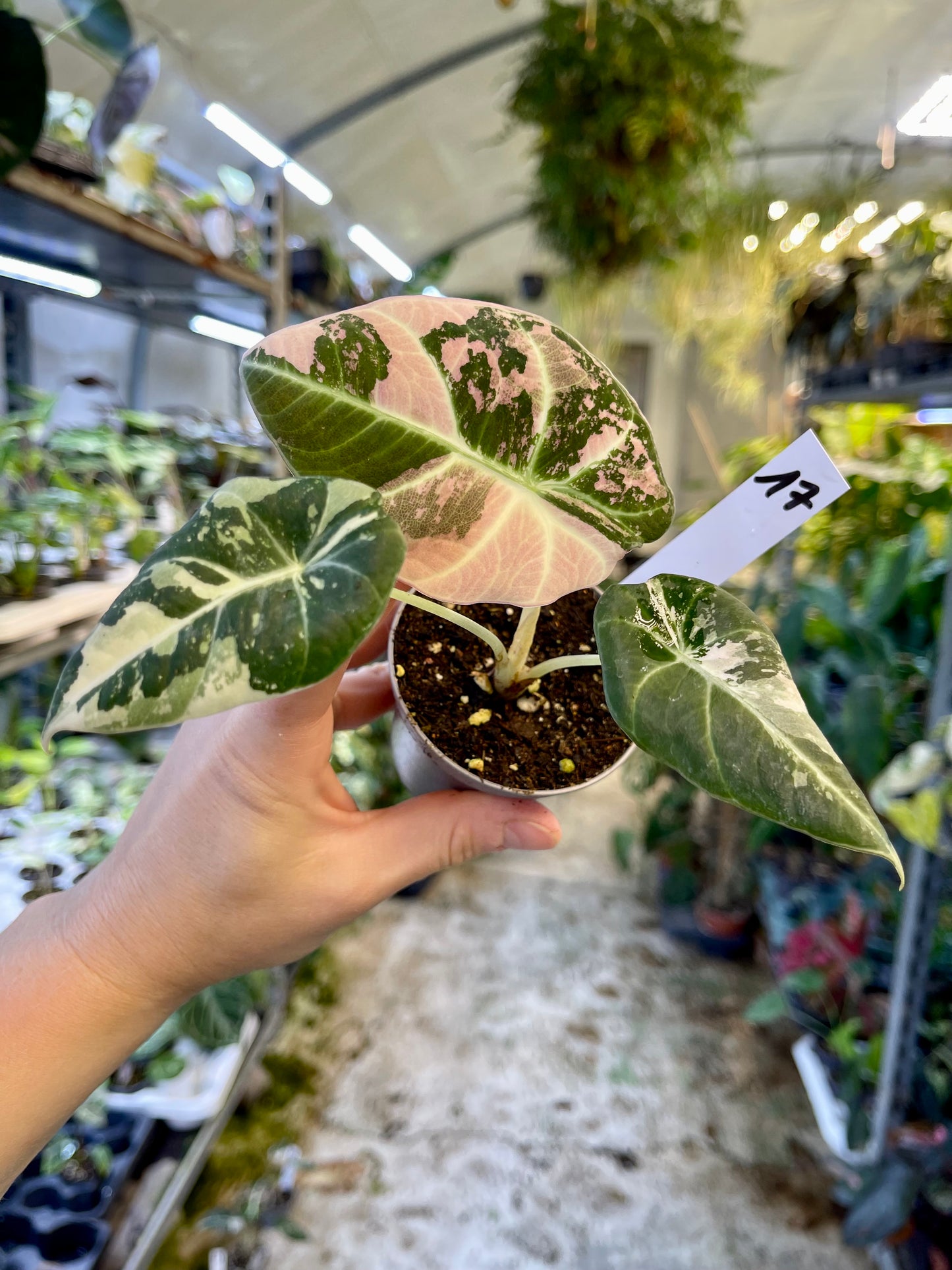 ALOCASIA BLACK VELVET VARIEGATA PINK S NEW