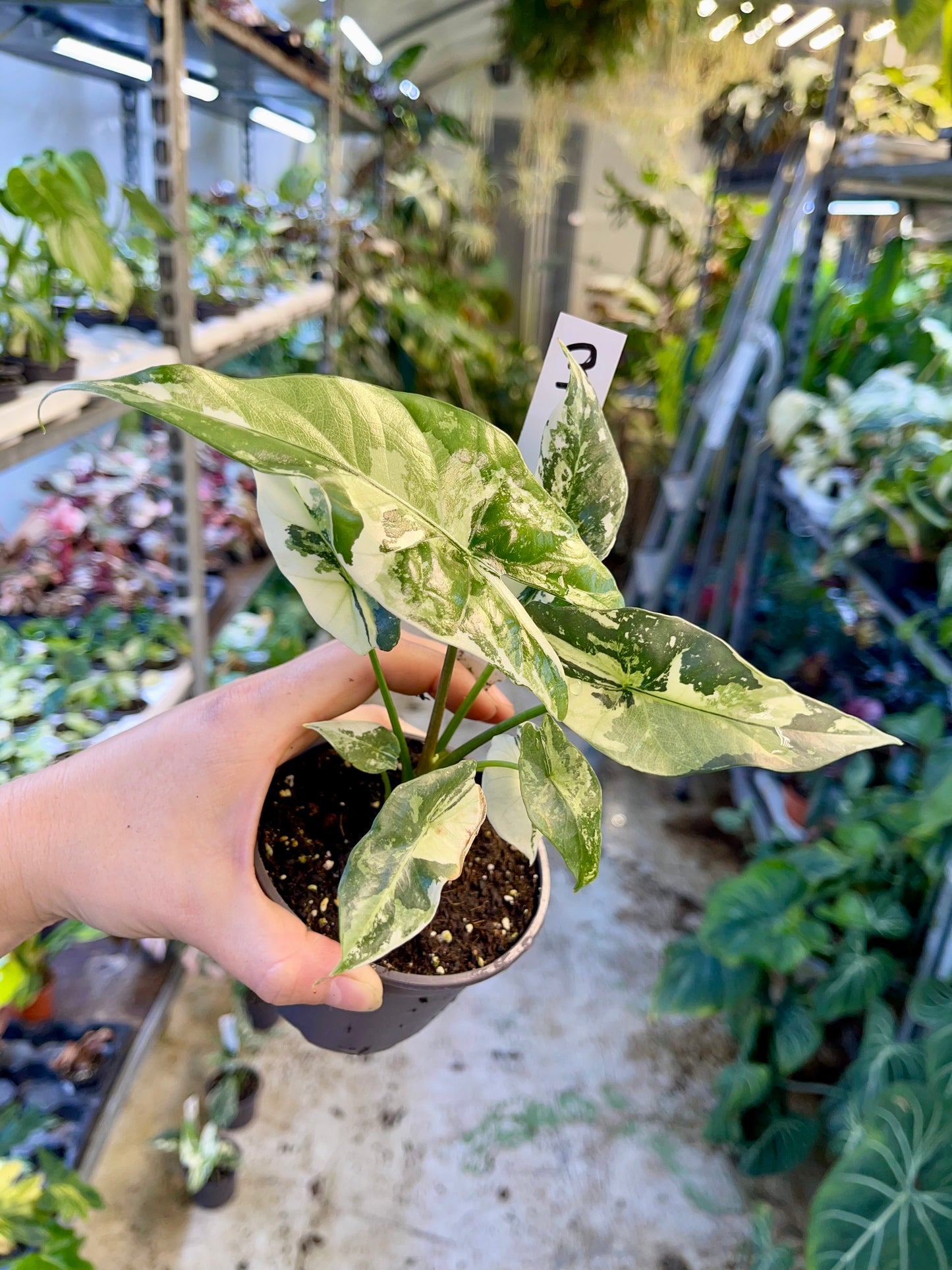 ALOCASIA SIMPO ALBO VARIEGATA M NEW