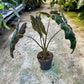 ALOCASIA PSEUDO SANDERIANA AUREA L