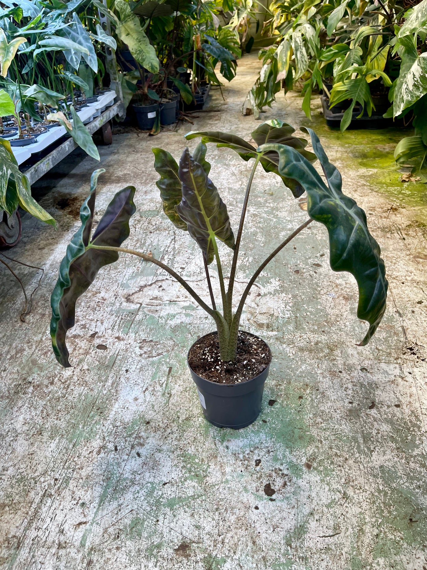 ALOCASIA PSEUDO SANDERIANA AUREA L