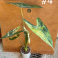 Alocasia longiloba albo variegata