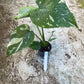 Monstera deliciosa thaï constellation M