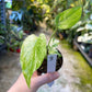 MONSTERA MINT WHITE MONSTER S NEW