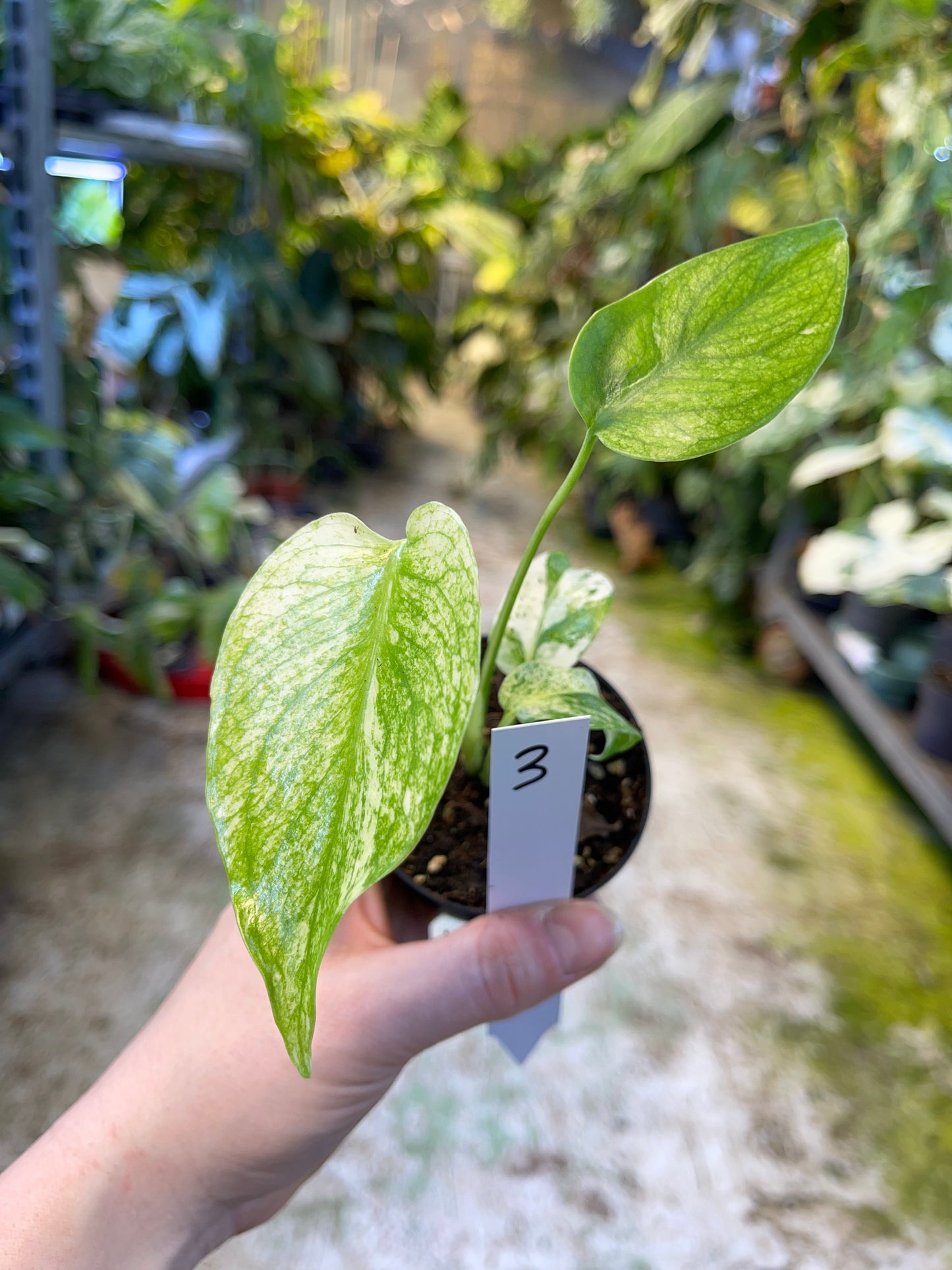 MONSTERA MINT WHITE MONSTER S NEW