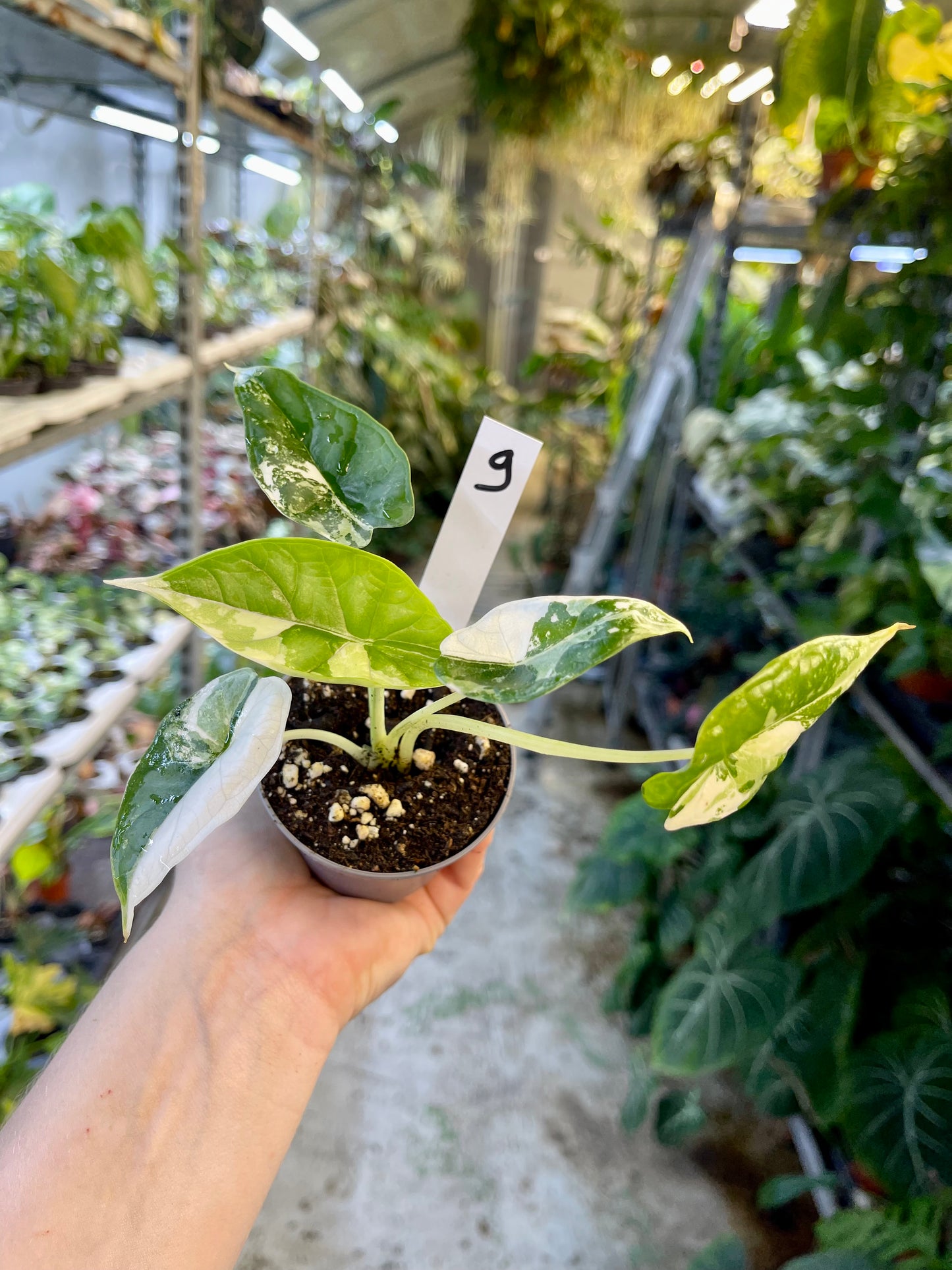 ALOCASIA DRAGON SCALE ALBO VARIEGATA  S