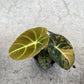 ALOCASIA BLACK VELVET AUREA