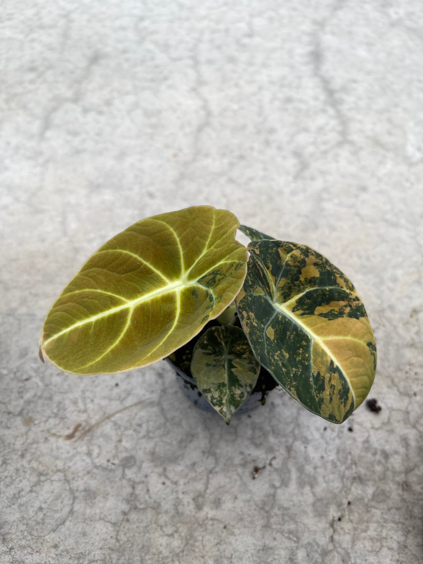 ALOCASIA BLACK VELVET AUREA