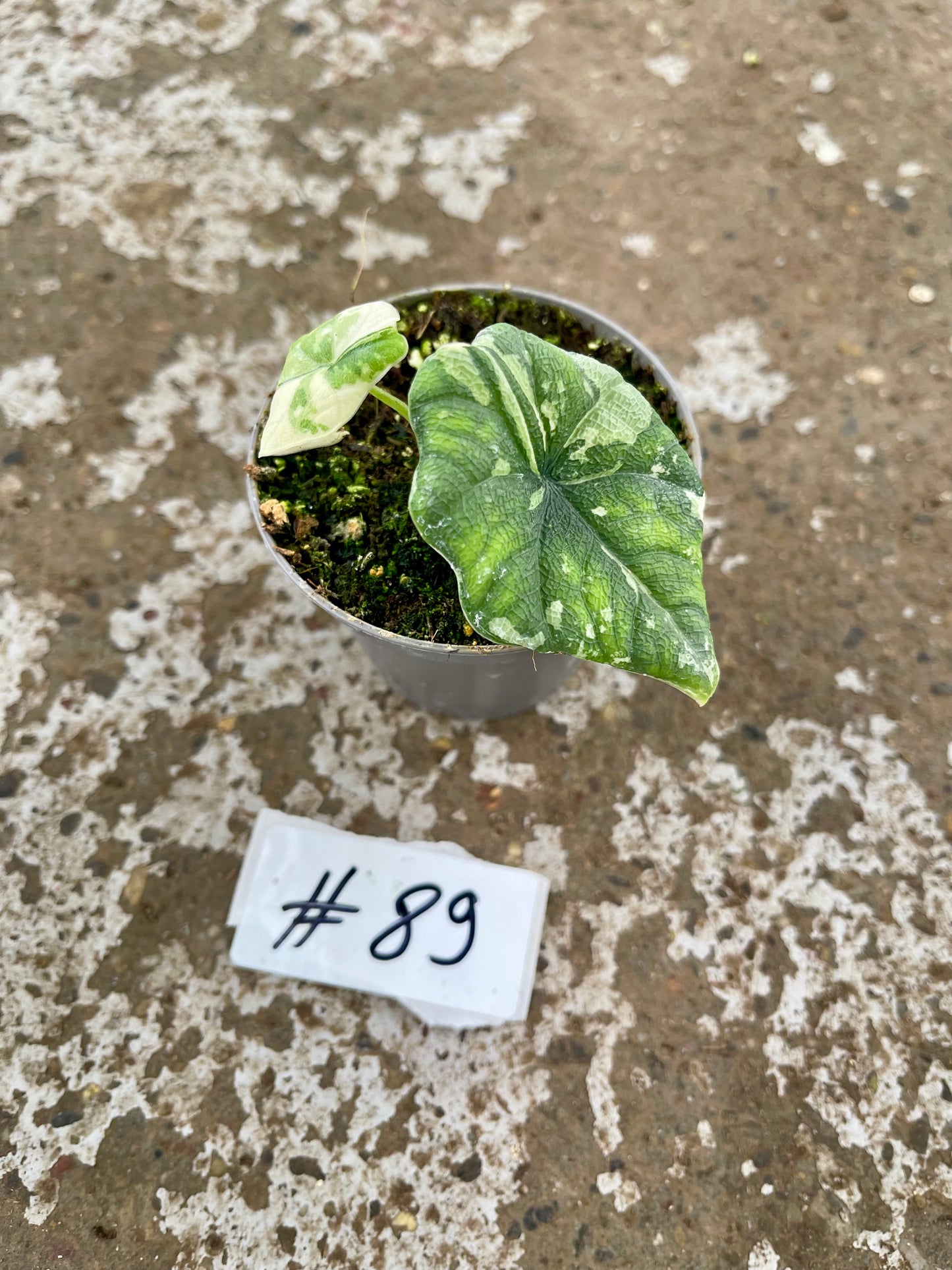 PLANTE A SAUVER