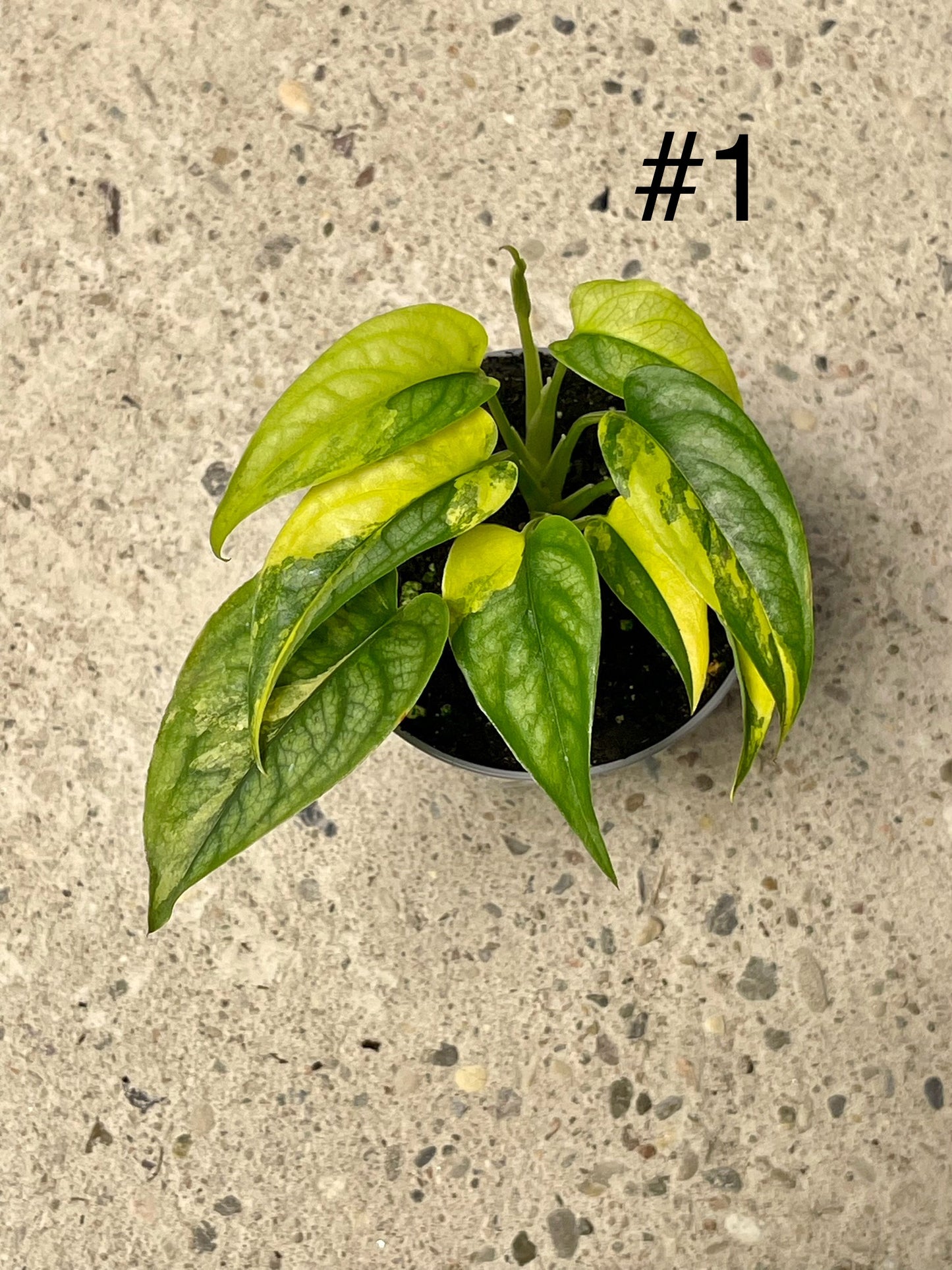 MONSTERA SILTEPECANA AUREA VARIEGATA NEW