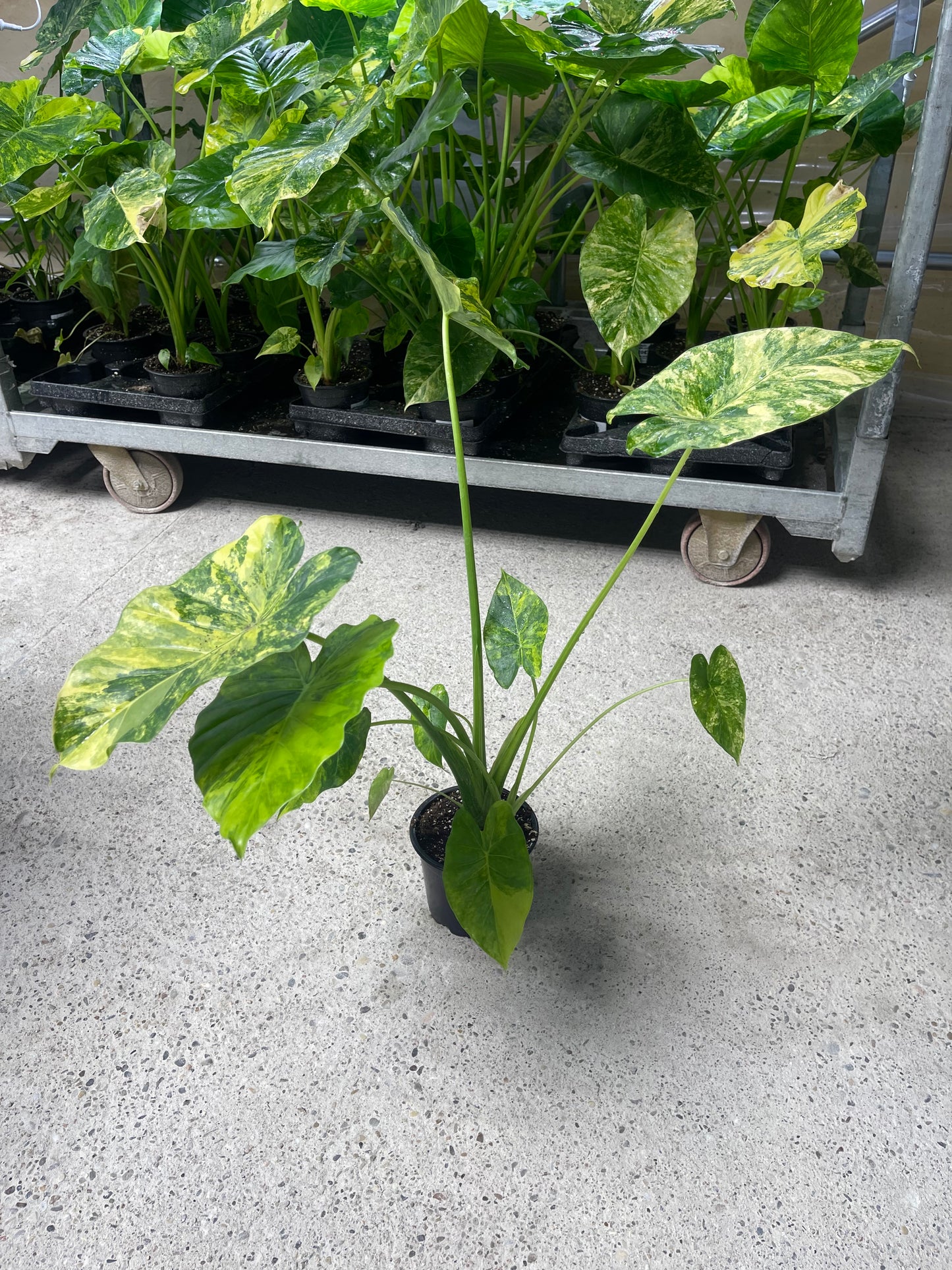 Alocasia gageana aurea variegata NEW