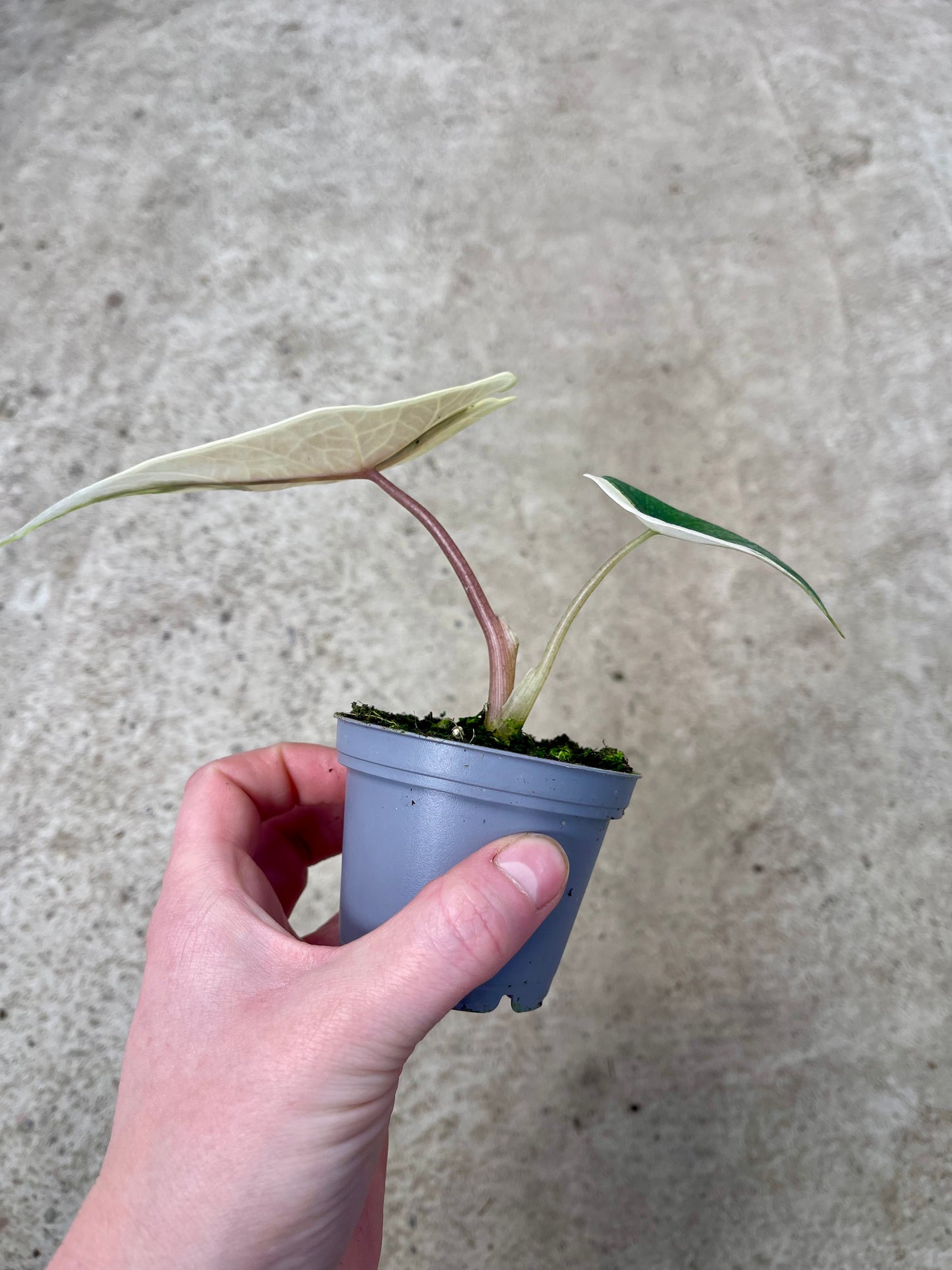ALO.CASIA SCALPRUM ALBO VARIEGATA