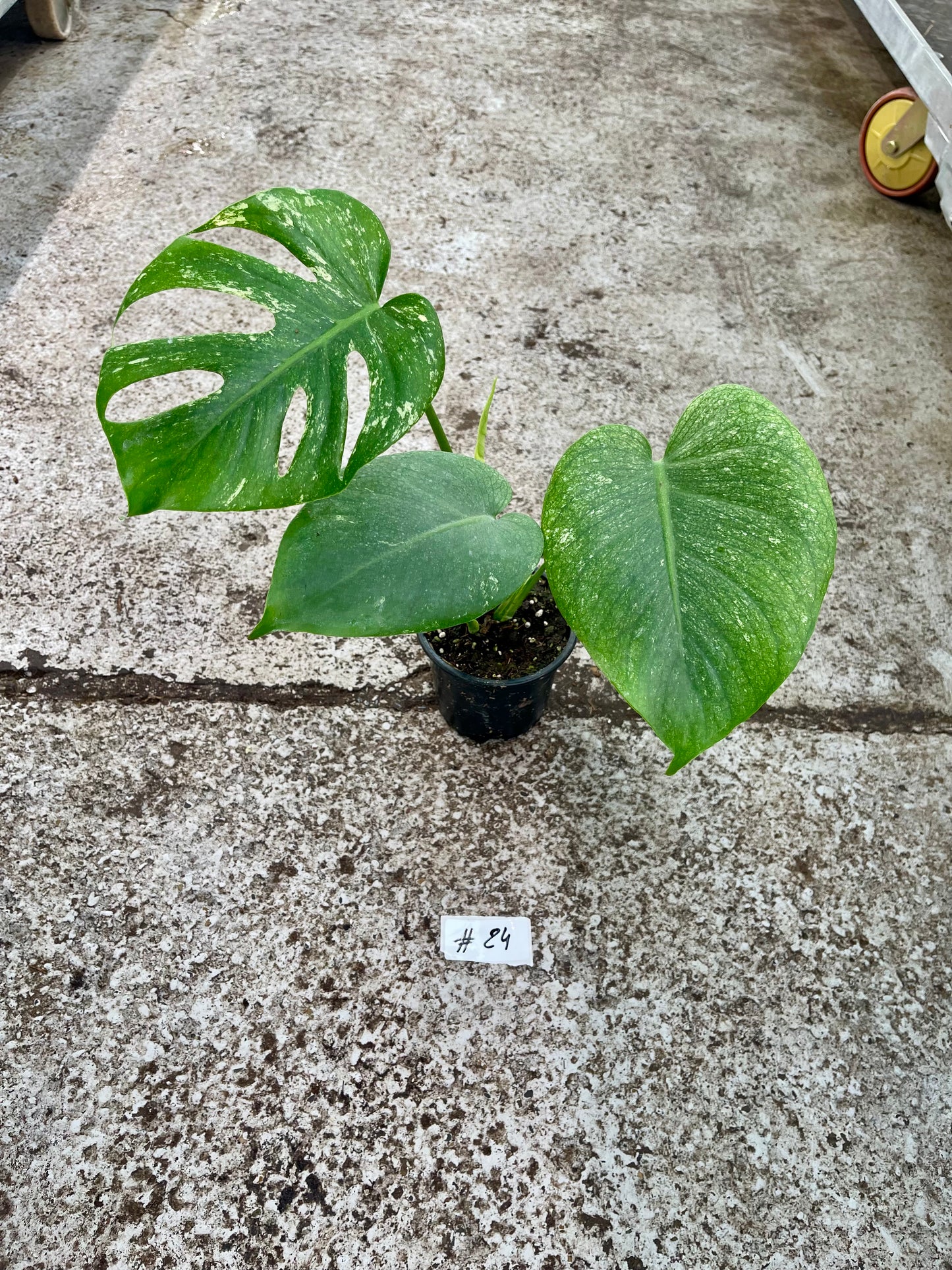 PLANTE A SAUVER
