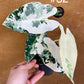 Alocasia frydek variegata haute variegation M