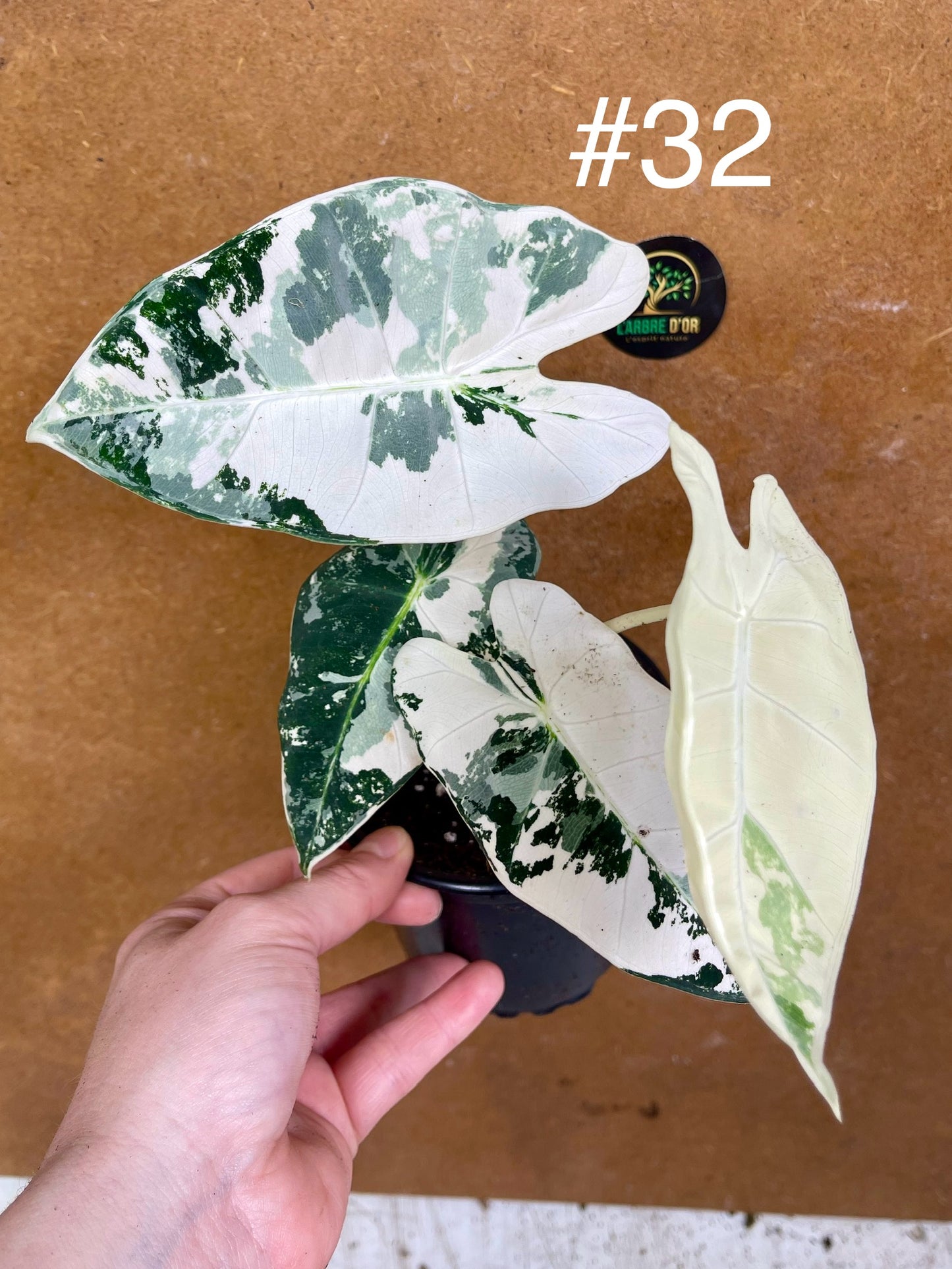 Alocasia frydek variegata haute variegation M
