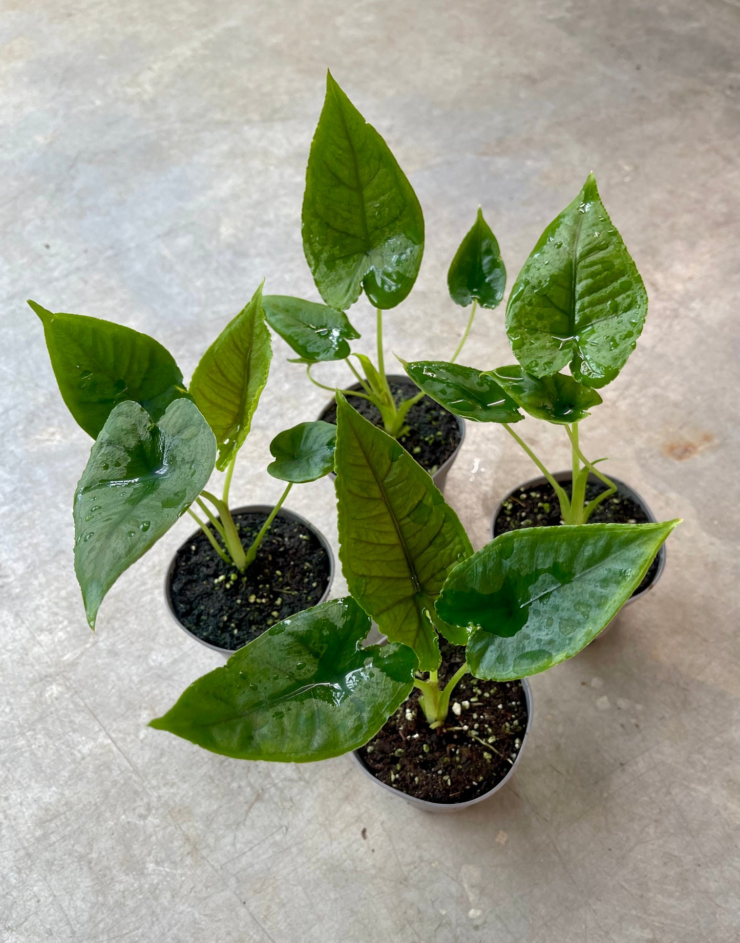 ALOCASIA OLANI