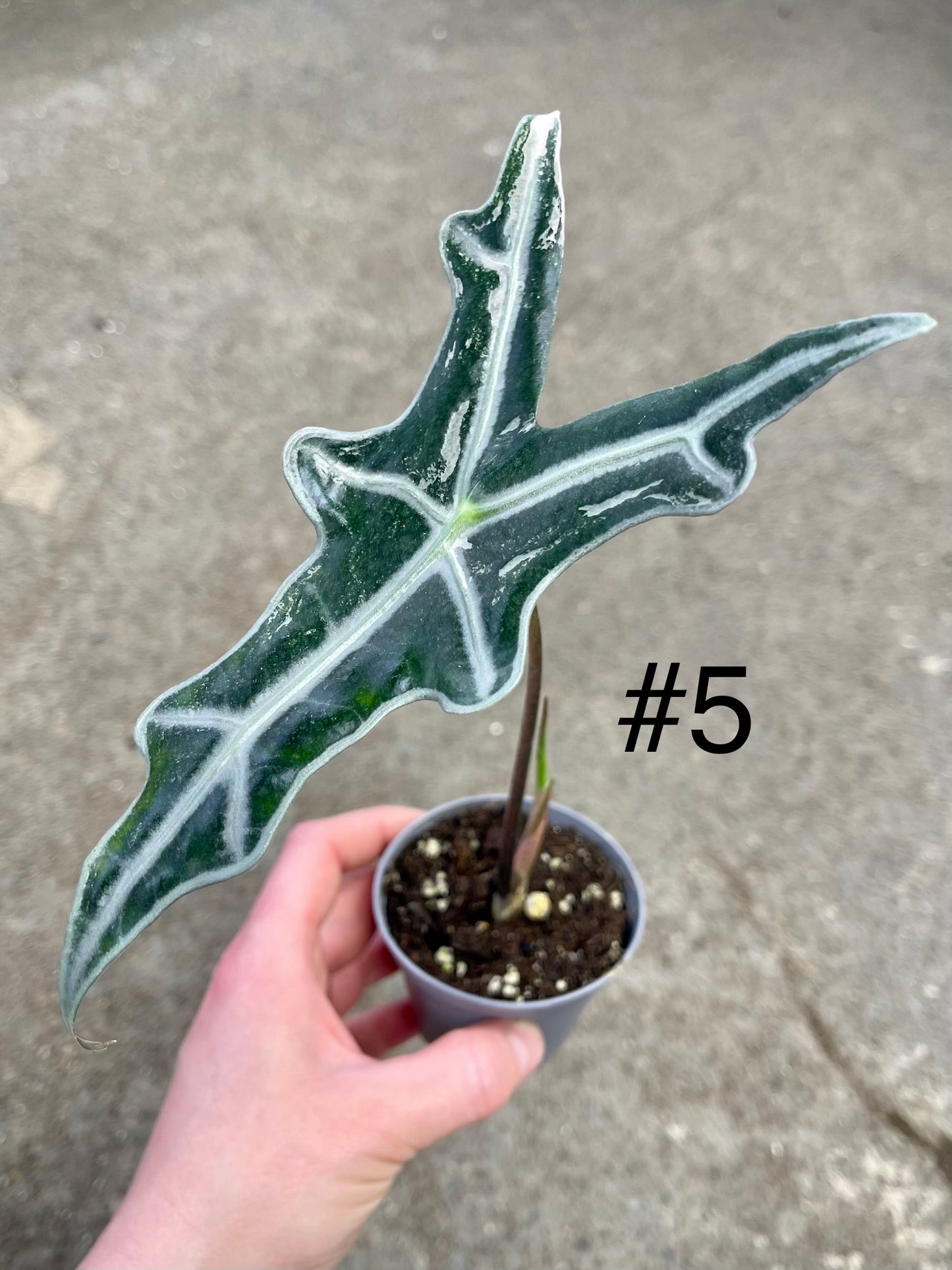 Alocasia sanderiana nobilis pink variegata NEW