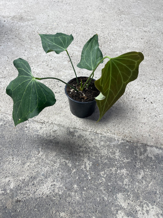 Anthurium delta force M NEW