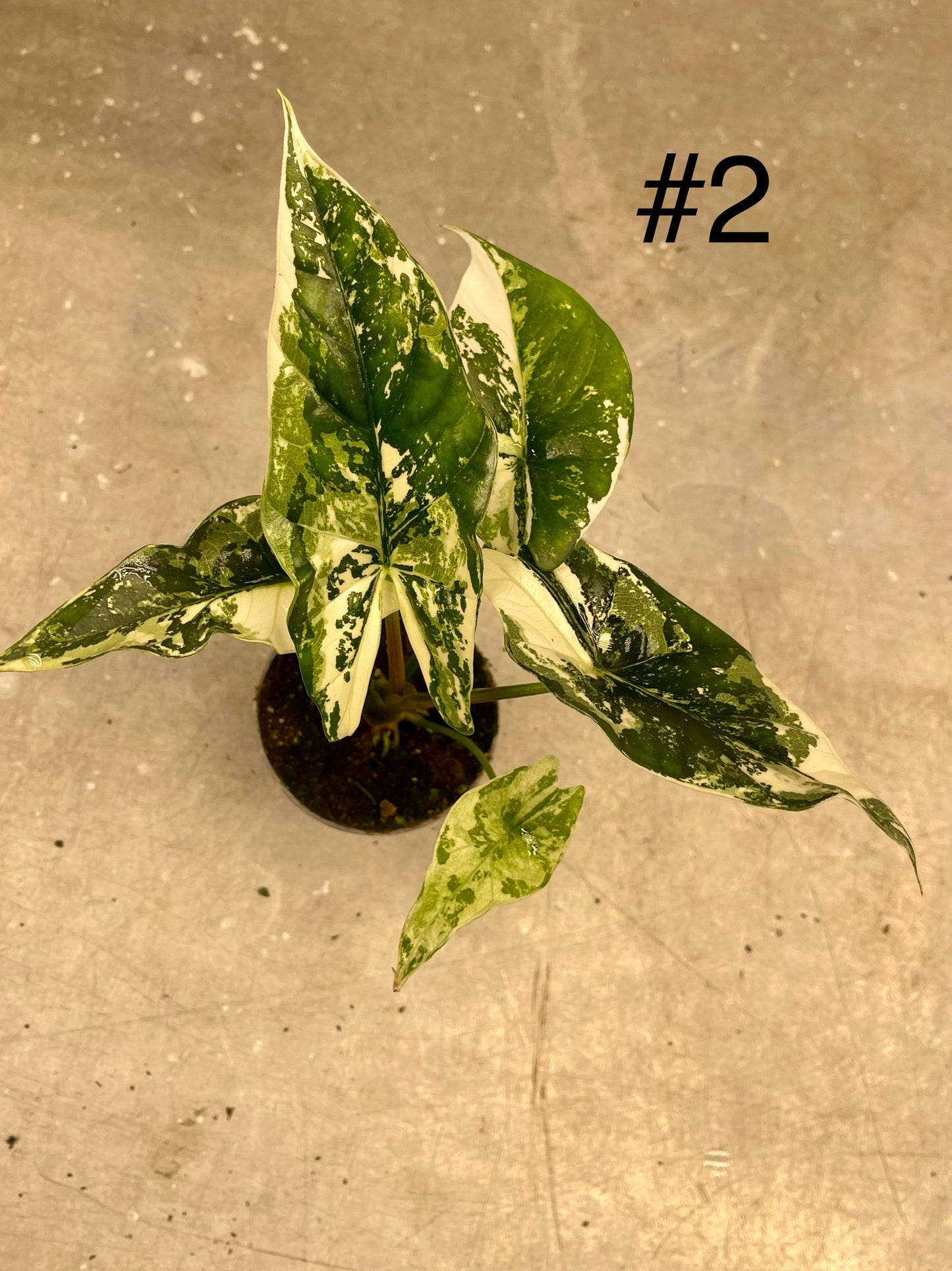 ALOCASIA SIMPO ALBO VARIEGATA S NEW