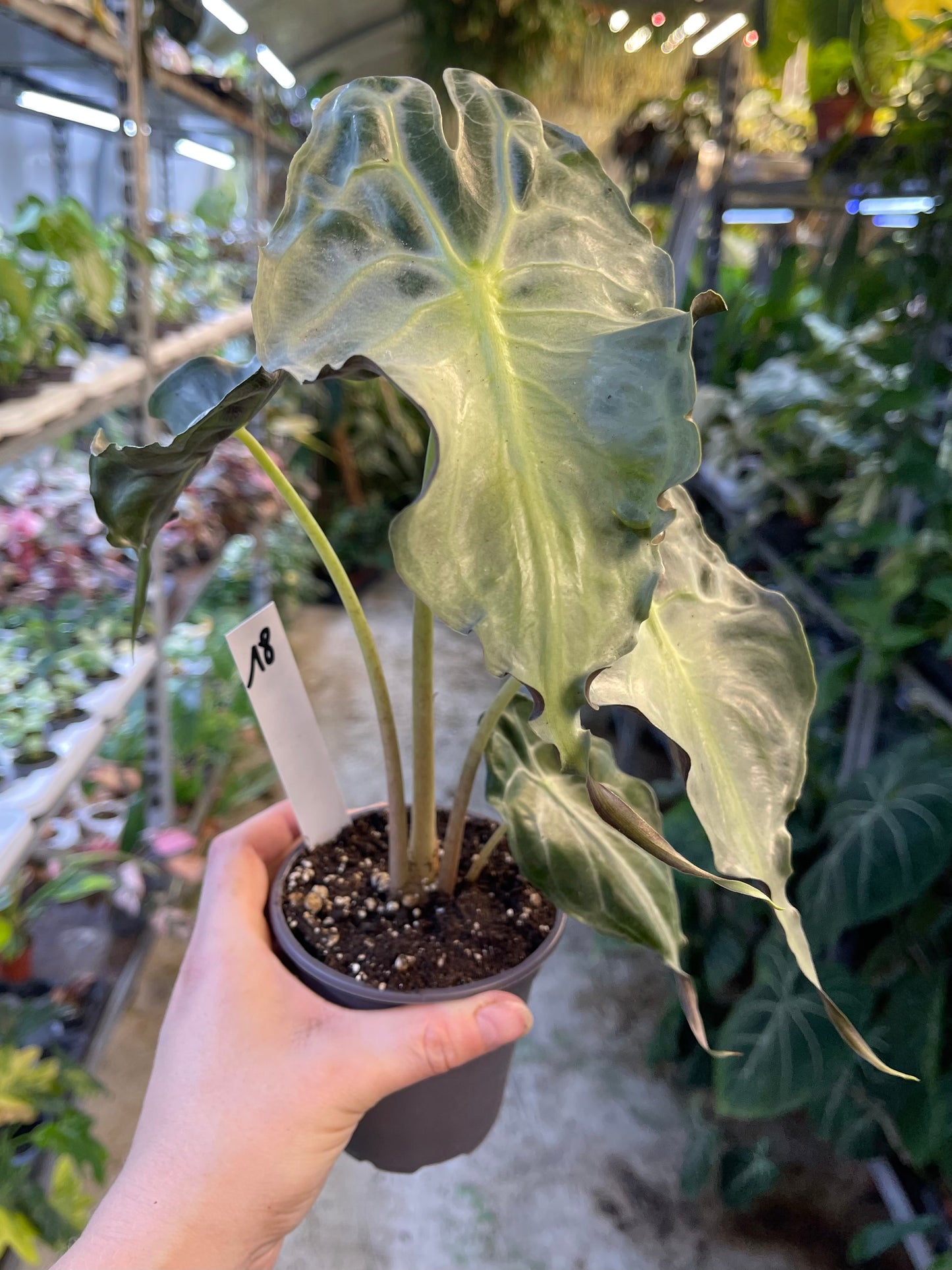 ALOCASIA VENOM L NEW