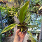 Philodendron caramel marble légère var M