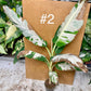 Musa florida aeae variegata XL