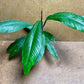 Philodendron Campii