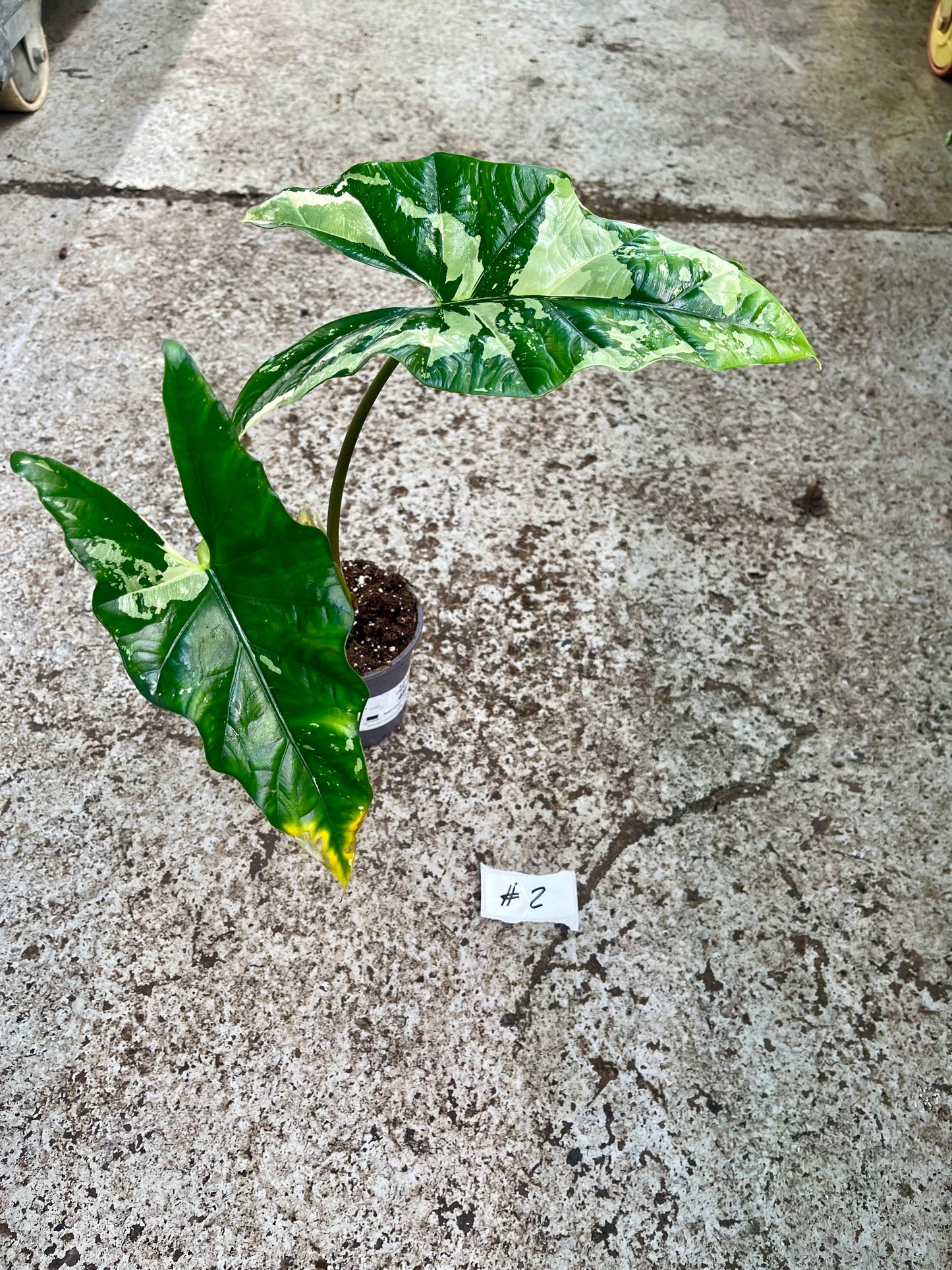PLANTE A SAUVER