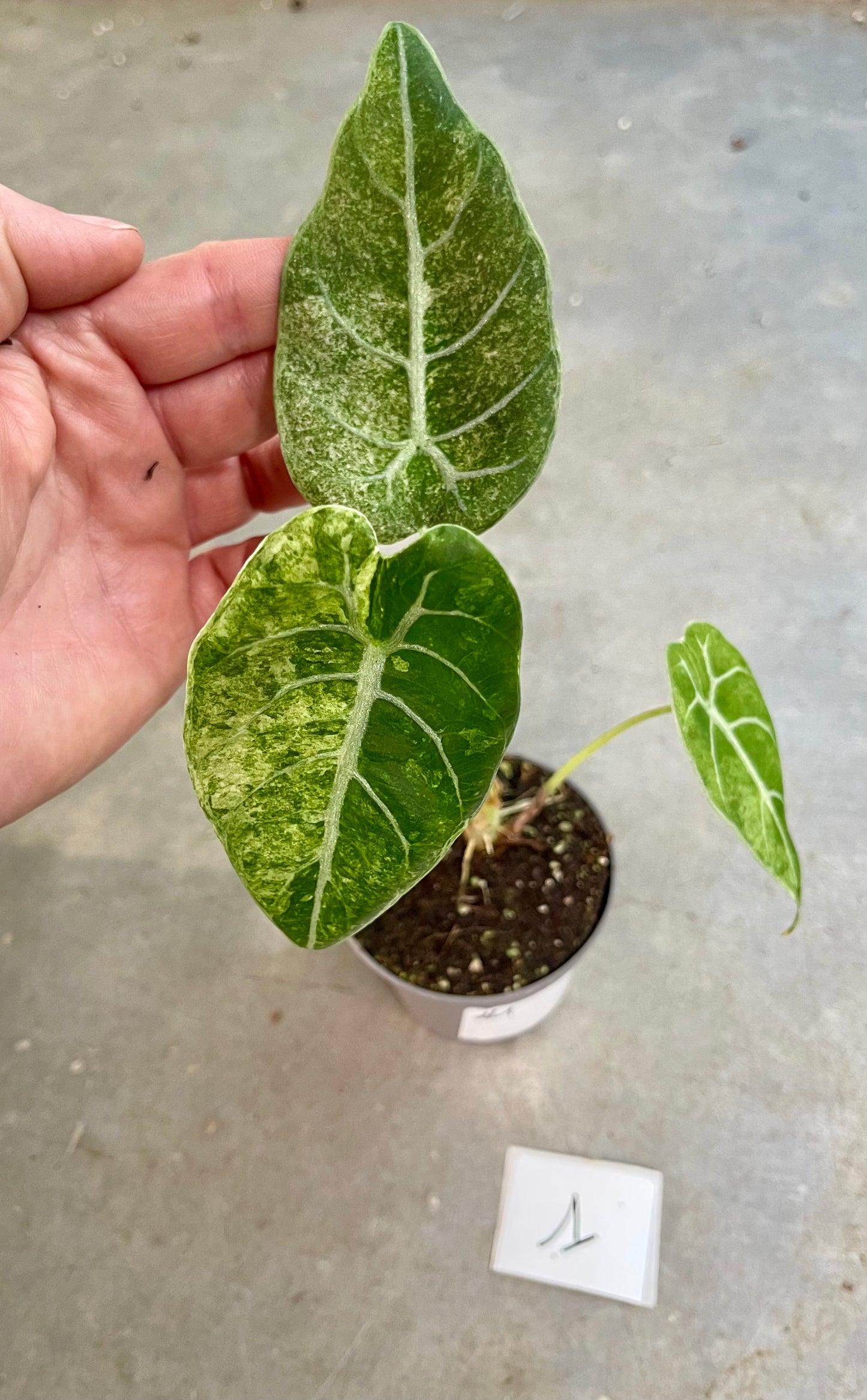 ALOCASIA WATSONIANA GLOSSY VARIEGATA NEW