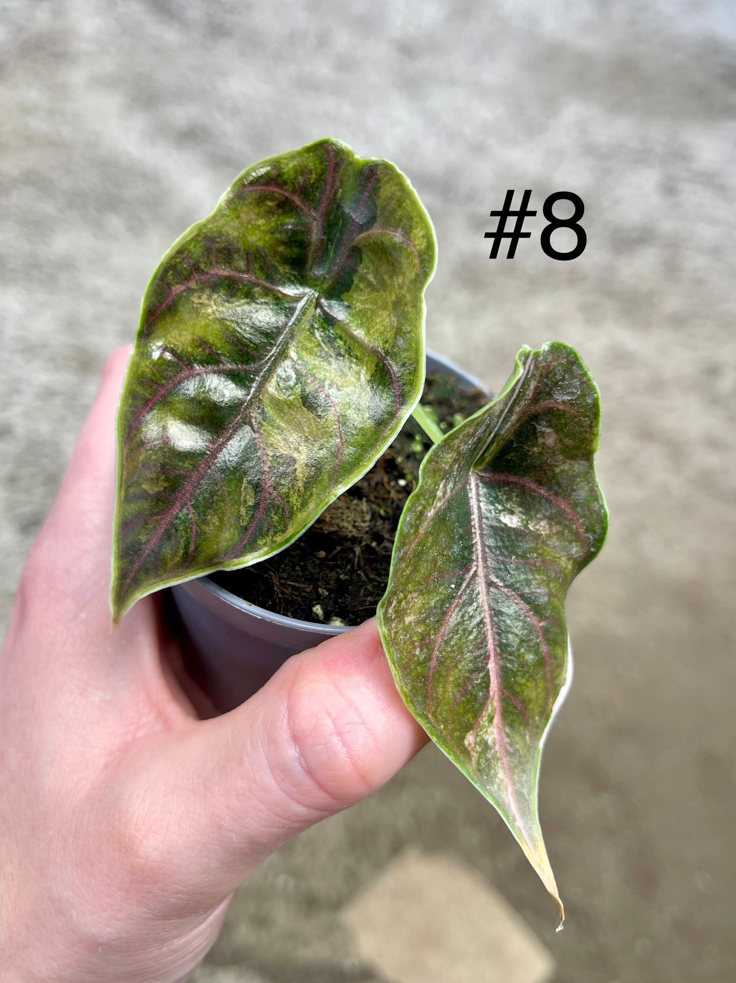 Alocasia Azlanii variegata