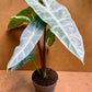 Alocasia longiloba sp Golden