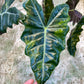 ALOCASIA PSEUDO SANDERIANA AUREA L