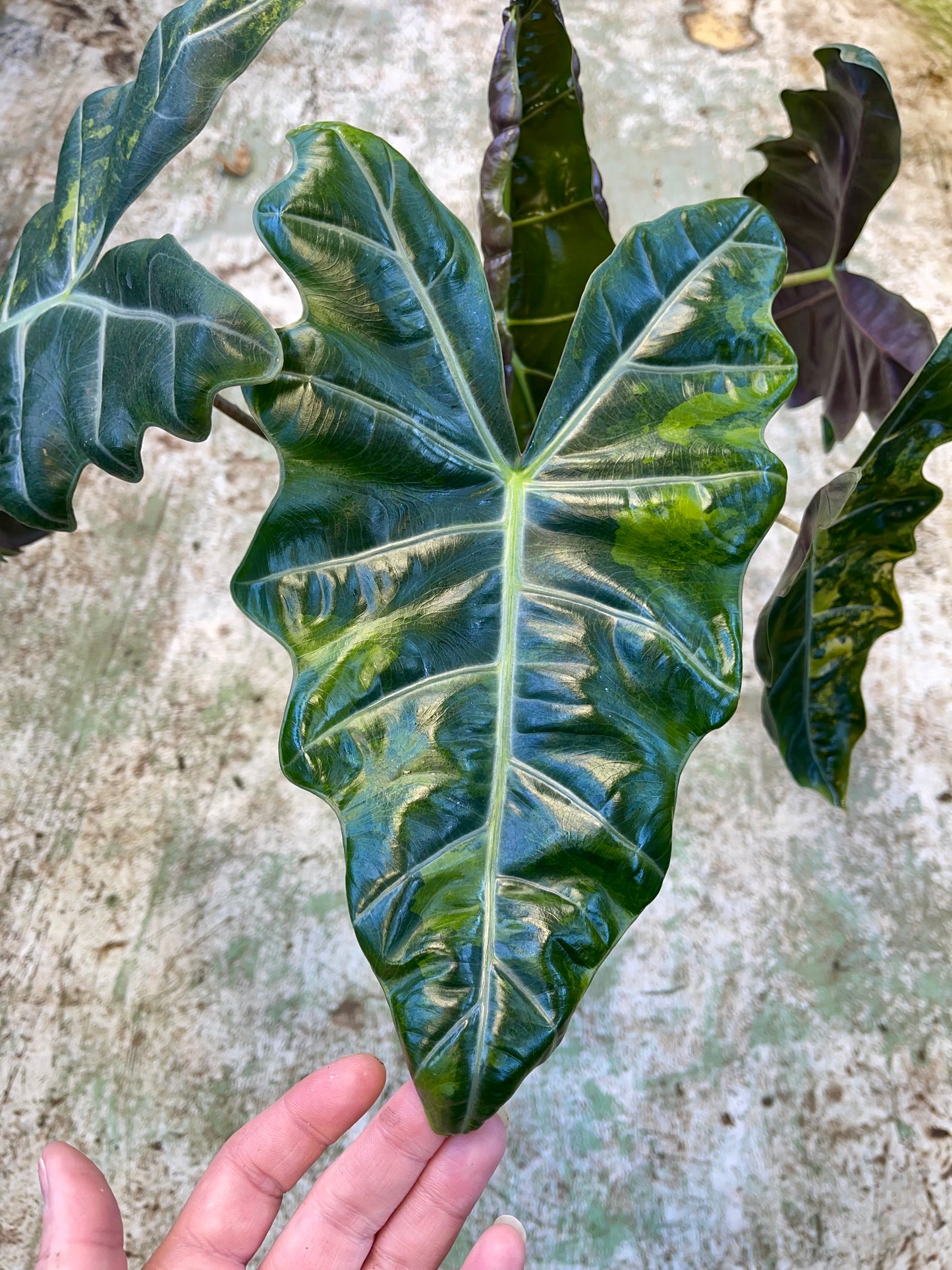 ALOCASIA PSEUDO SANDERIANA AUREA L