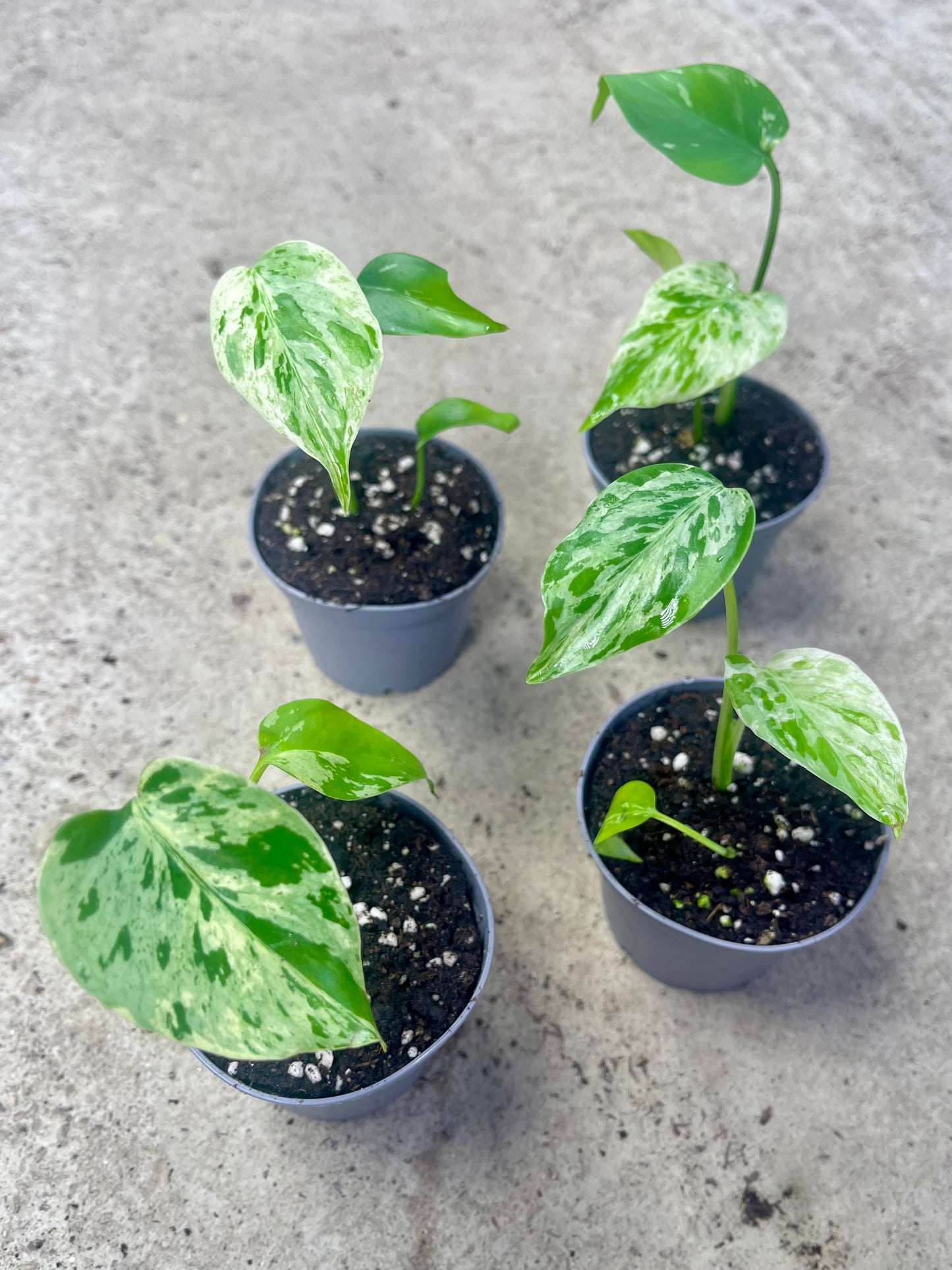 MONSTERA BULBASAUR NEW