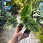 Alocasia dragon scale variegata