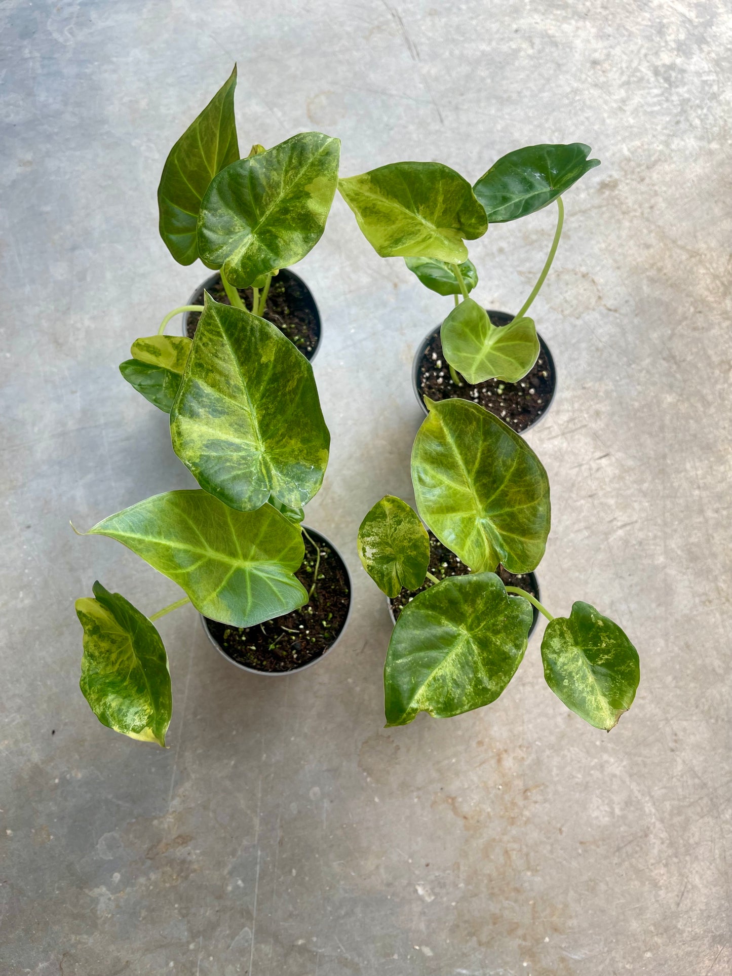 ALOCASIA REGAL SHIELD AUREA