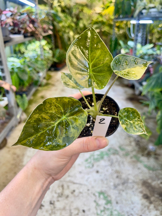 Alocasia wentii aurea variegata S NEW