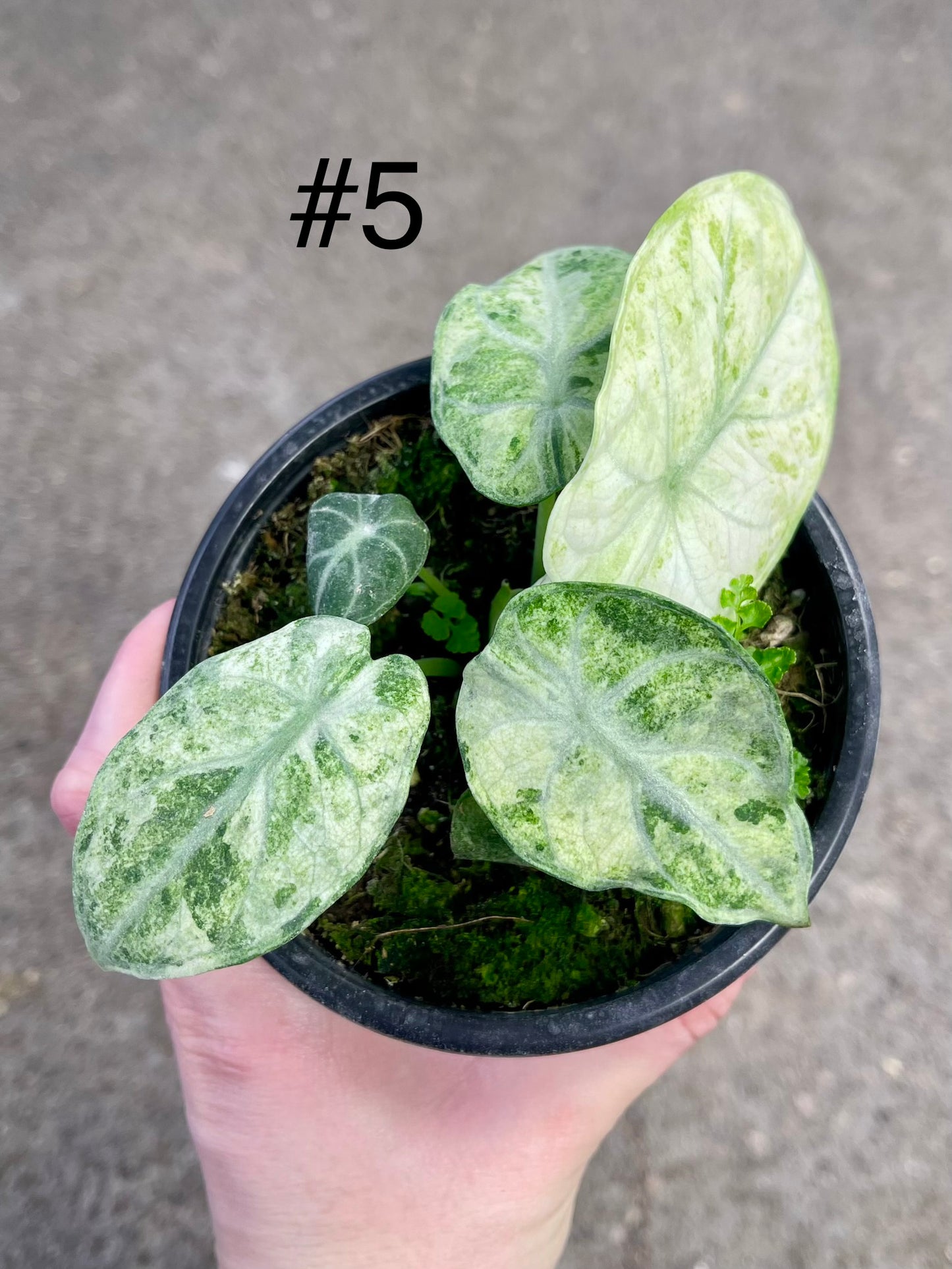 ALOCASIA NINJA VARIEGATA TRICOLOR NEW