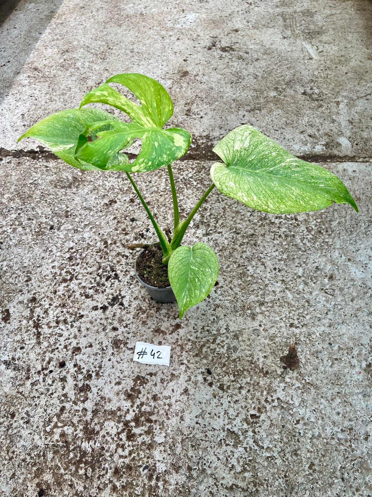 PLANTE A SAUVER
