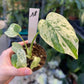 MONSTERA MINT WHITE MONSTER S NEW