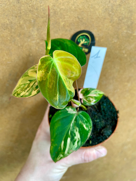 Philodendron micans variegata